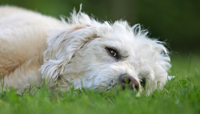 liegender Hund